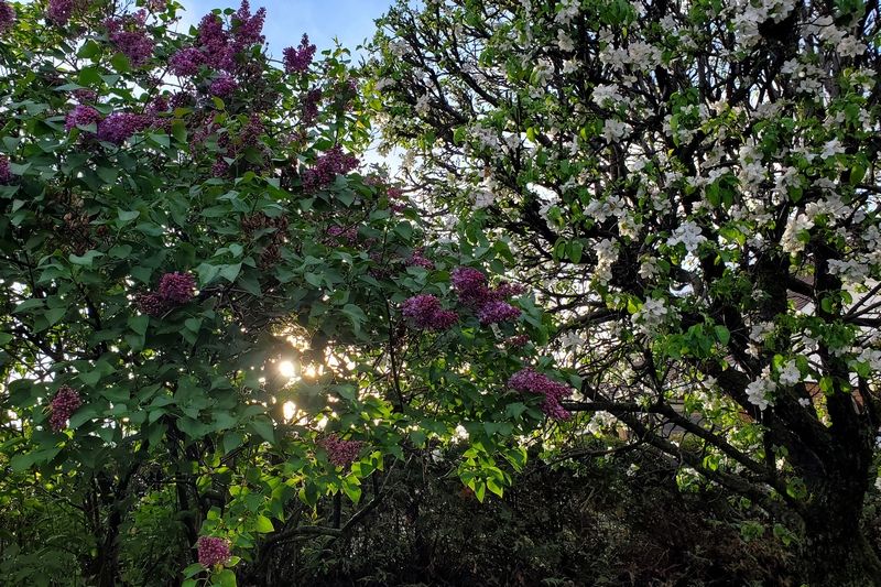 Les fleurs du pommier